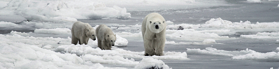 Manitoba_Churchill_PolarB_Day6_2487.jpg