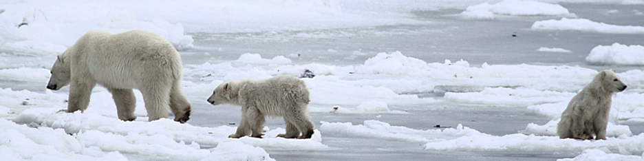 Manitoba_Churchill_PolarB_Day6_2492.jpg