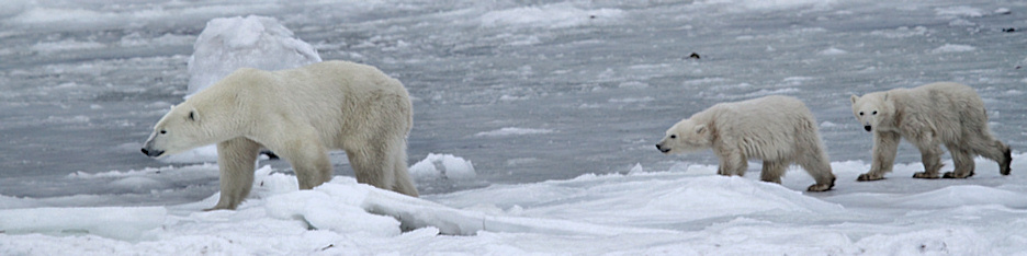 Manitoba_Churchill_PolarB_Day6_2501.jpg