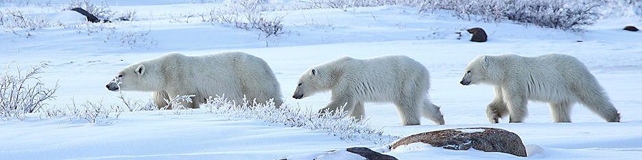 Manitoba_Churchill_PolarBears_1514.jpg