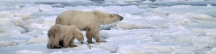 Manitoba_Churchill_PolarB_Day3_2025