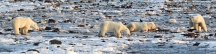 Manitoba_Churchill_PolarB_Day4_2068