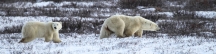 Manitoba_Churchill_PolarB_Day5_2453