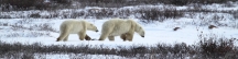 Manitoba_Churchill_PolarB_Day5_2454