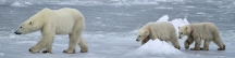 Manitoba_Churchill_PolarB_Day6_2499