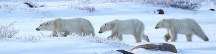 Manitoba_Churchill_PolarBears_1514