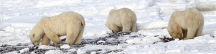 Manitoba_Churchill_PolarBears_1538