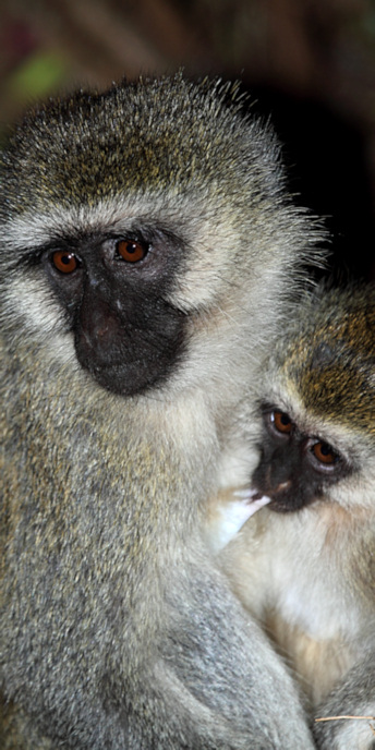 BlackfacedVervetMonkey_5558_v.jpg
