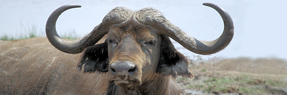 BuffaloDying_5524.jpg