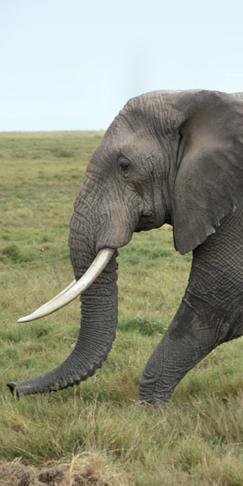 ElephantCrossing_1995_v.jpg