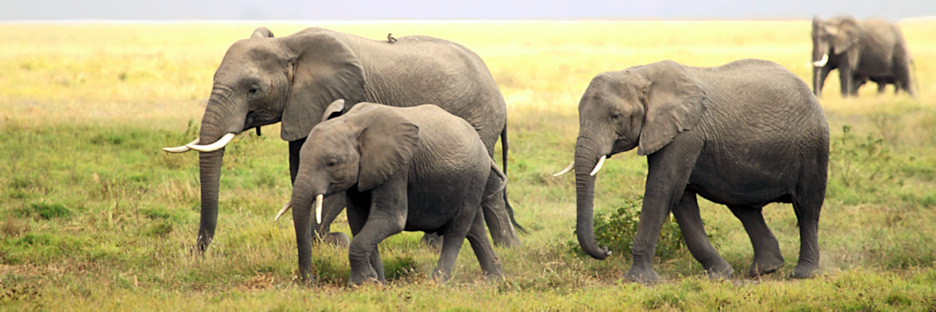 Elephants_5493.jpg