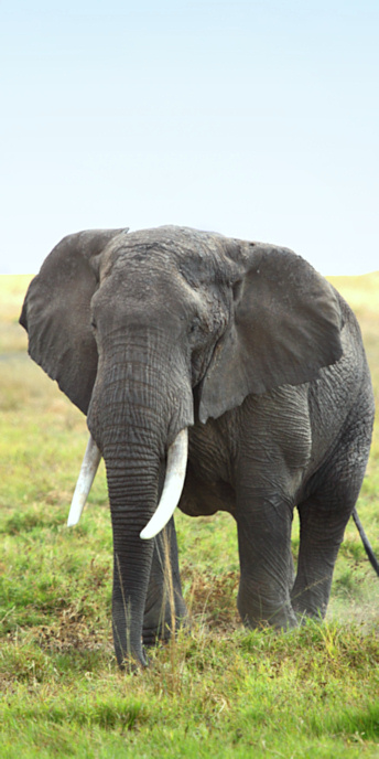 Elephants_5497_v.jpg