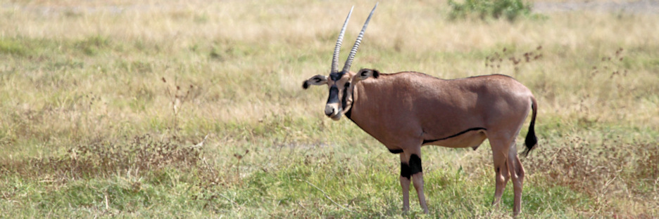 FringedEaredOrxy_5504.jpg