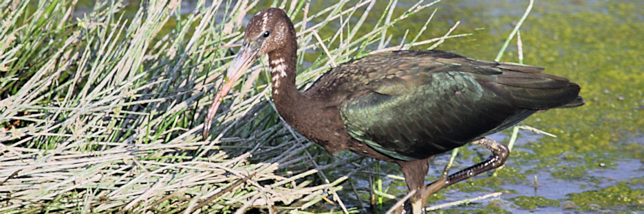GlossyIbis_5411.jpg
