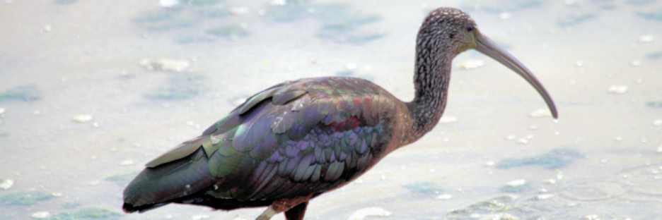 GlossyIbis_5508.jpg