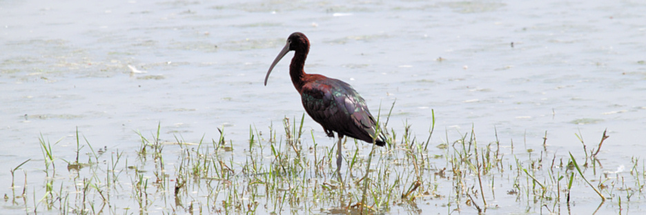 GlossyIbis_5509.jpg