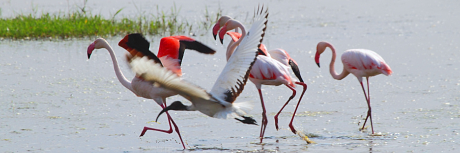 GreaterFlamingos_5473.jpg