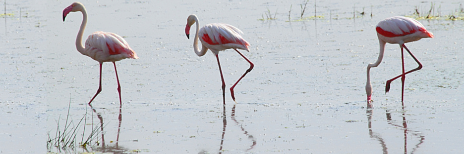 GreaterFlamingos_5474.jpg