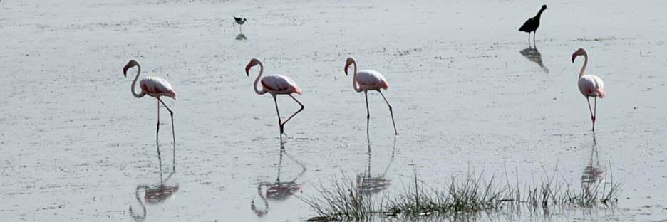 GreaterFlamingos_5475.jpg