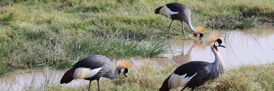 GreyCrownedCrane_5444.jpg