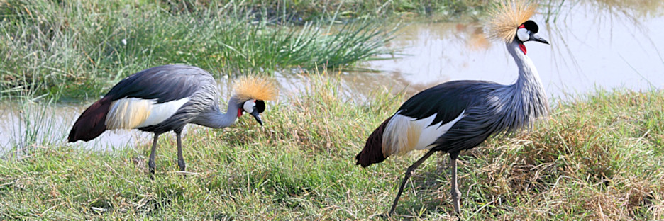 GreyCrownedCrane_5444_m_3.jpg