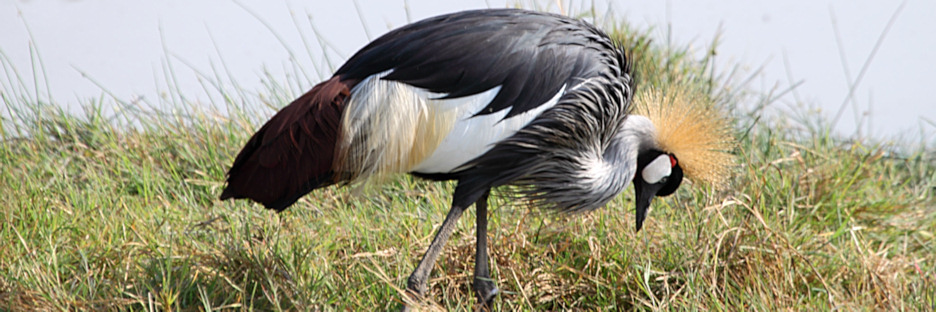 GreyCrownedCrane_5445.jpg