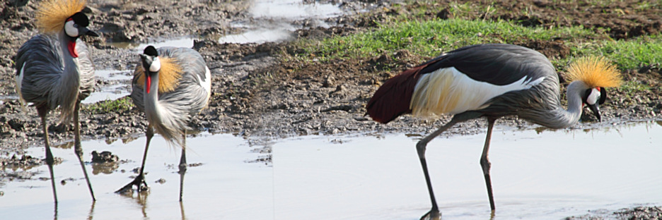 GreyCrownedCranes_5447.jpg