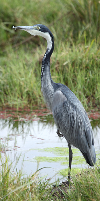 GreyHeron_5479_v.jpg