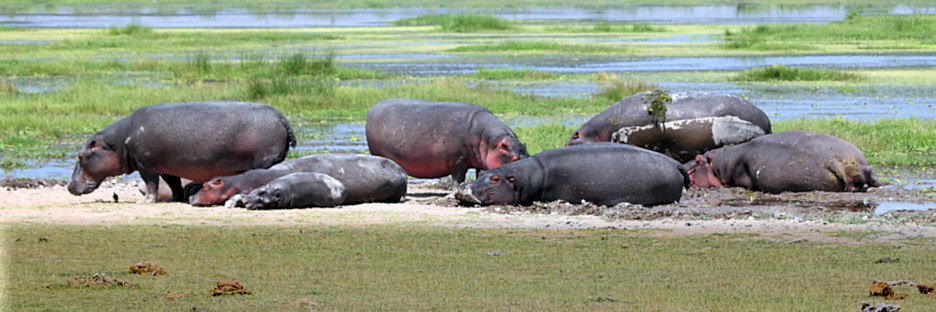 Hippos_5515.jpg