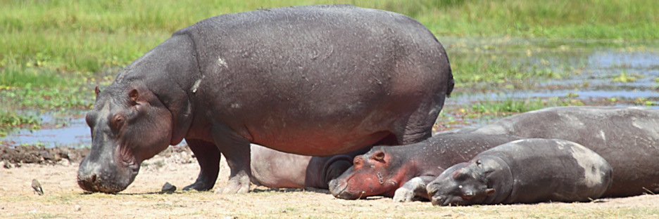 Hippos_5516.jpg