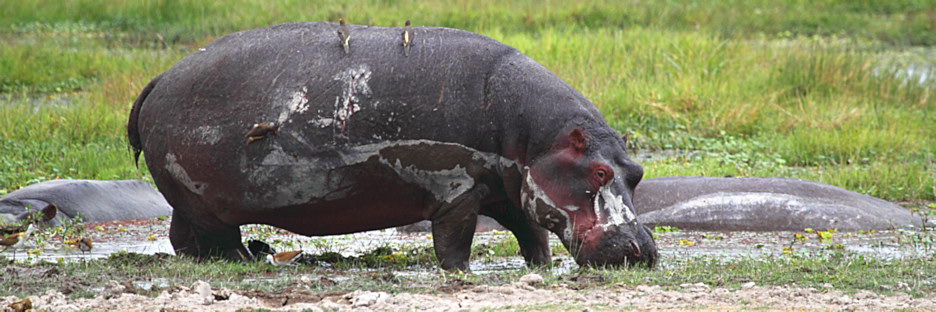Hippos_5529.jpg