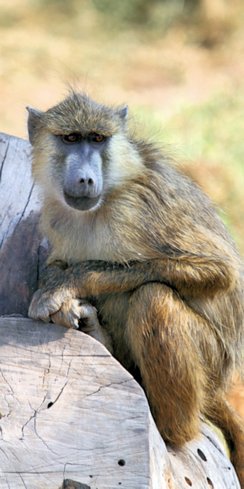 Yellowbaboons_5441_v.jpg