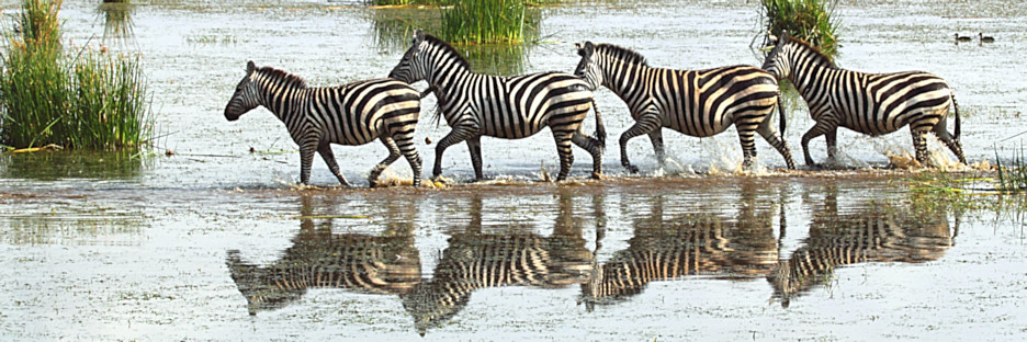 ZebraCrossing_5456_m.jpg