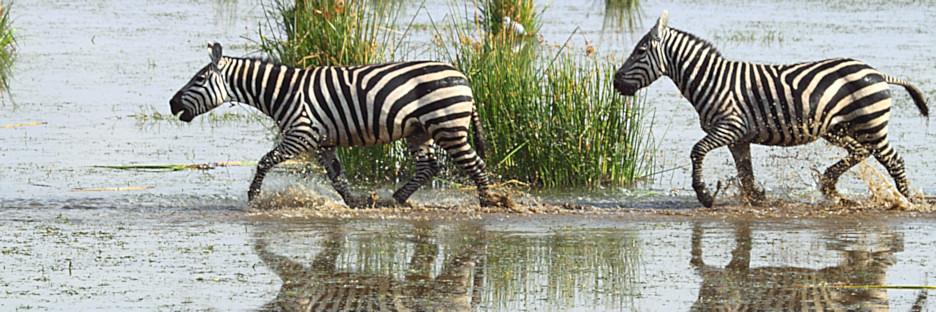 ZebraCrossing_5460_m_4.jpg