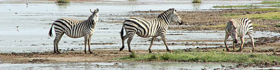 Zebra_1980_m_3_4x1.jpg
