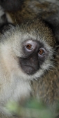 BlackfacedVervetMonkey_5555_v