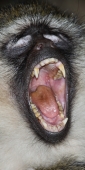 BlackfacedVervetMonkey_5556_v