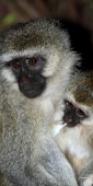 BlackfacedVervetMonkey_5558_v