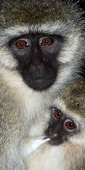 BlackfacedVervetMonkey_5559_v