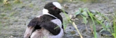 BlacksmithPLover_5414