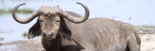BuffaloDying_5517
