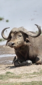 BuffaloDying_5519_v