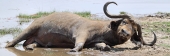 BuffaloDying_5523