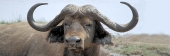 BuffaloDying_5524