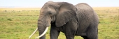 ElephantCrossing_1993