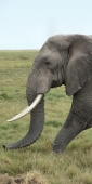 ElephantCrossing_1995_v