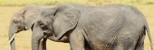 Elephants_5489