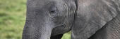Elephants_5494