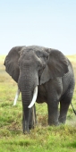 Elephants_5497_v