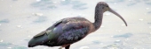 GlossyIbis_5508
